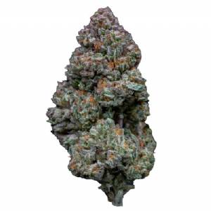 Growers Choice - RS11 - 100 fem