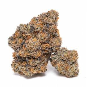 Growers Choice - King Louis Garcia - 100 fem