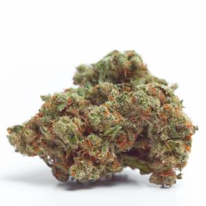 Growers Choice - Gorilla Cookies - 100 fem