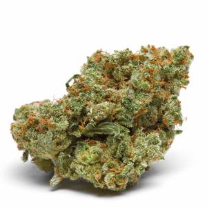 Growers Choice - The Real Amnesia - 100 fem