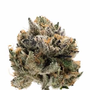 Growers Choice - Tropical Cookies Double XL - 100 auto