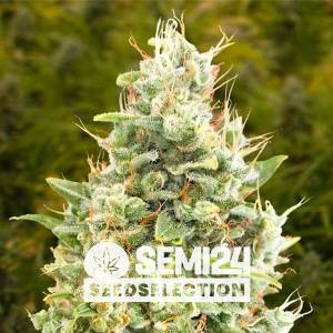 Semi24 Seedselection - Gorilla Zkittlez Auto - 1 auto