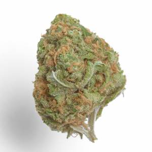 Growers Choice - Banana Glue - 100 fem