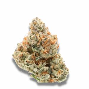 Growers Choice - Chocolate Sherbet - 100 fem
