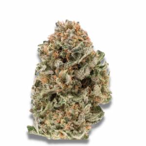 Growers Choice - MAF Mighty Amstel Freezeland Fast Version - 100 fem