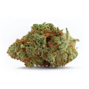 Growers Choice - Naranja Biscotti fast version - 100 fem