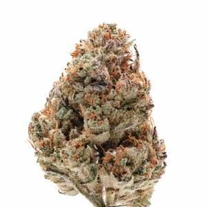 Growers Choice - Silvergrape Sherbet - 100 fem
