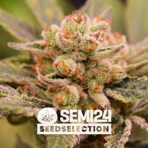 Semi24 Seedselection - Papaya - 1 fem