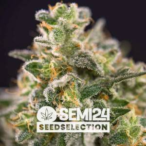 Semi24 Seedselection - Chocolope - 1 fem