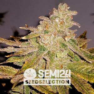Semi24 Seedselection - Lemon Gelato - 1 fem