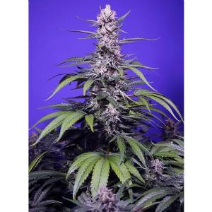 Sweet Seeds - Permanent Marker XL Auto - 5+2 auto