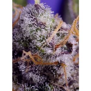 Sweet Seeds - Banana Cream Cake XL Auto - 5+2 auto