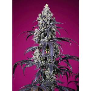 Sweet Seeds - Tropicanna Cherry XL Auto - 5+2 auto