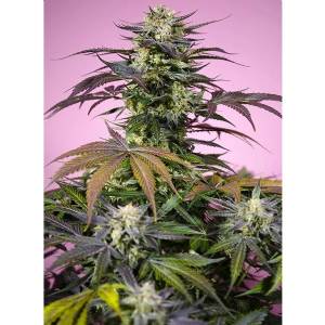 Sweet Seeds - Gelonade - 5+2 fem
