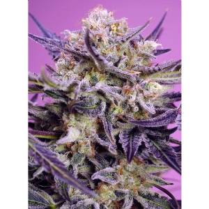 Sweet Seeds - Pink Guava F1 Fast Version - 5+2 fem