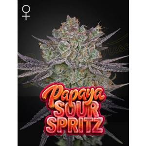 Green House - Papaya Sour Spritz - 5 Fem