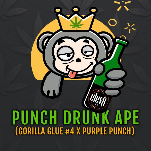 Ape Runk Elev8 Seeds - Punch Drunk Ape